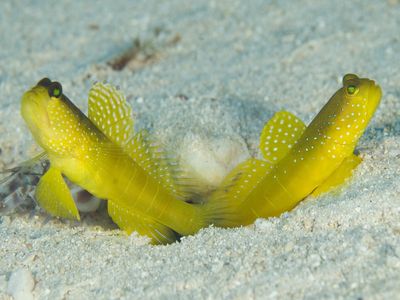 Papua New Guinea Diving