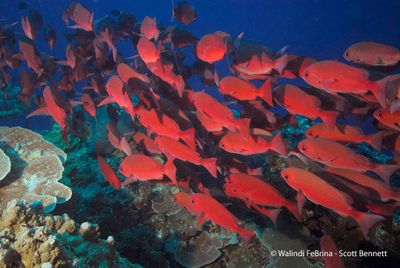 Papua New Guinea Diving