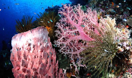 Papua New Guinea Diving