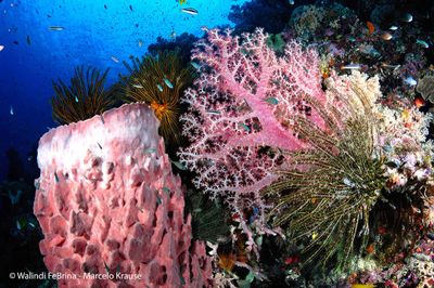 Papua New Guinea Diving