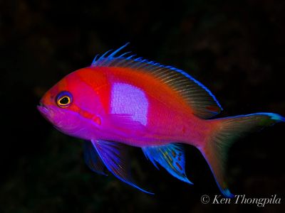 Papua New Guinea Diving