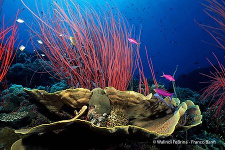 Papua New Guinea Diving