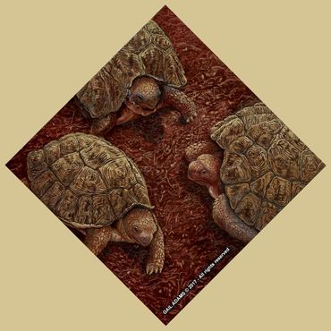 Three magnificent turtles converging