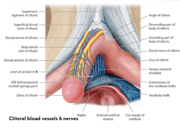 Clitoral blood vessels & nerves