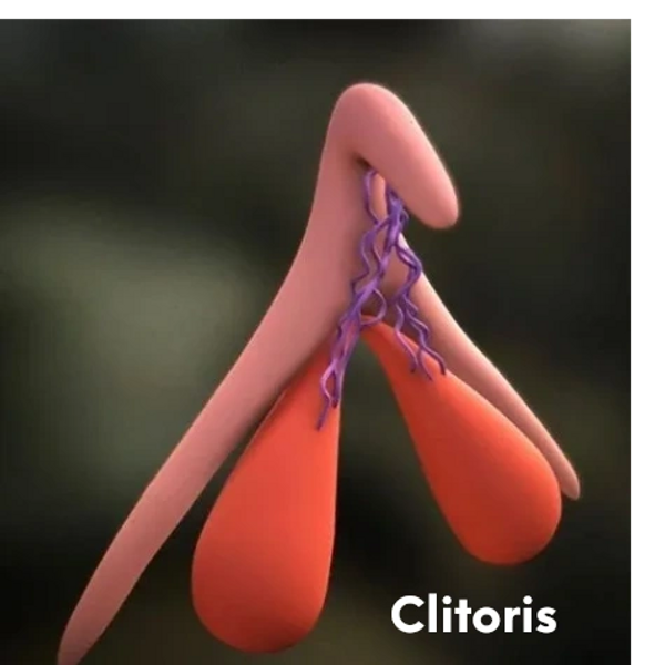 The Clitoris