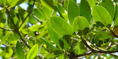 Mangrove tree