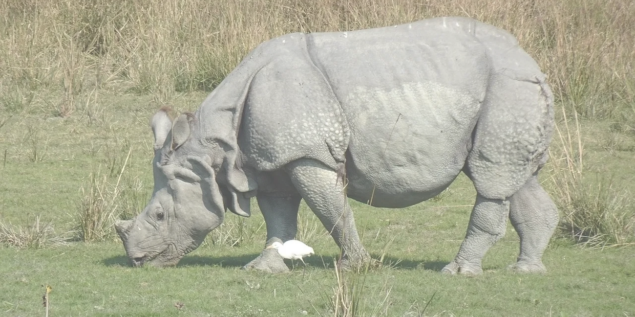 One-horned rhinoceros in the Kaziranga National Park