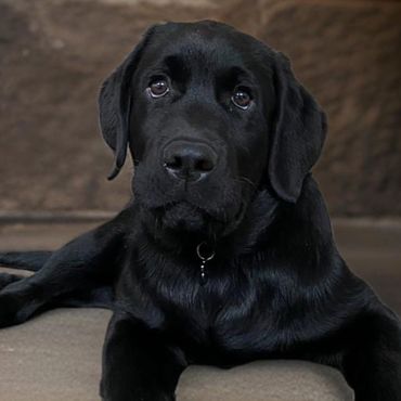 Tucker black labrador retriever puppy 10 weeks old.