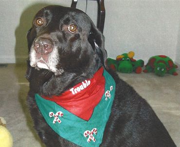 Chocolate labrador retriever dog named Trouble at 13 years old.