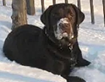 Chocolate labrador retriever dog named Oaklee in the snow