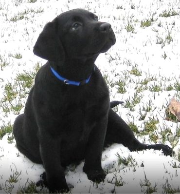 Black labrador retriever puppy named Cooper 13 weeks old