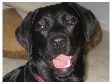 Cooper, black labrador retriever at 8 years old