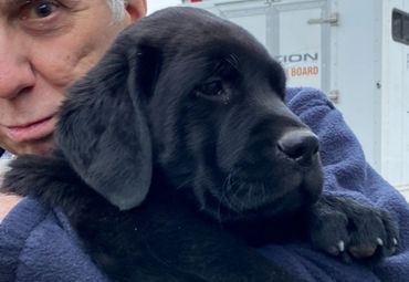 Black Labrador Retriever puppy named Tucker (10 wks old)