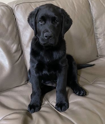 Black labrador retriever puppy, Tucker 13 wks old