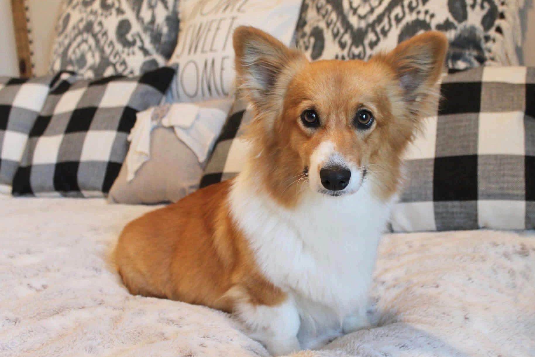 Cute corgi dog sitting on a bed.
