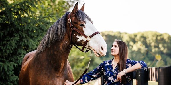Clydesdale horse and lady