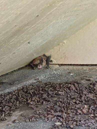 one brown bat near an entrance to a house and lots of bat droppings outside of it