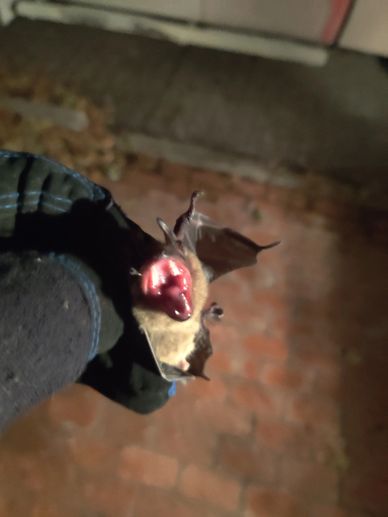 bat found in the house in the living area