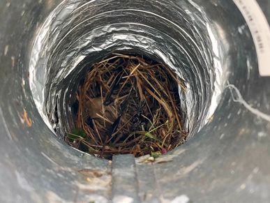 nesting of birds in vents causes backflow of air and opportunity of bird mites and fire hazards