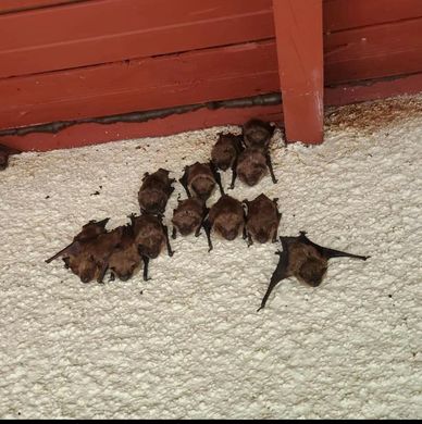 bats hanging out near a roof line edge