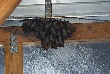 bat colony inside an attic near a louver vent
