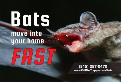 bats move into your home fast. picture of a bat with mouth wide open in flight near indianola