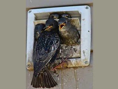 female starling black bird sitting outside of a dryer vent feeding her babies