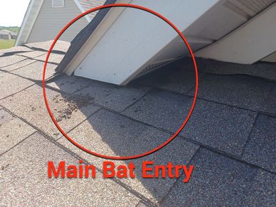 main bat entry into a home