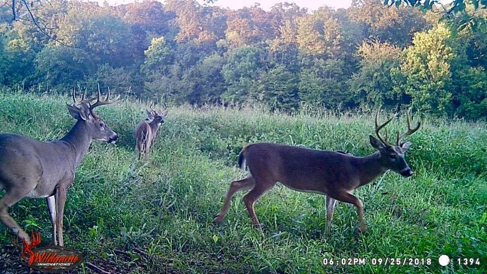 Richwoods Hunting Guided Hunts in Arkansas, Deer and Turkey Hunting