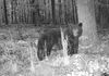 Bear on the camera, wk of Sept. 15