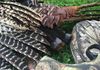 Close-up during turkey hunt