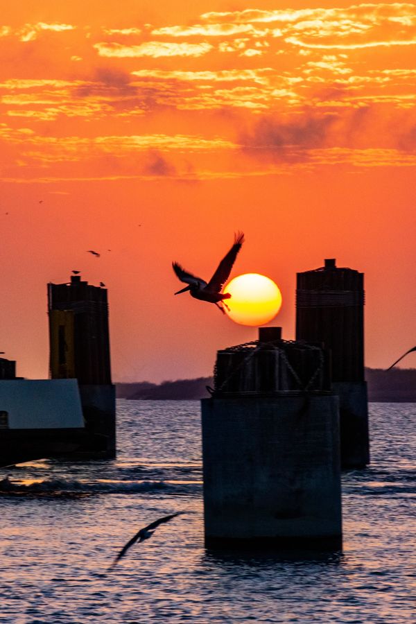 commercial travel and editorial image for vacation magazine advertisement of pelican at sunset