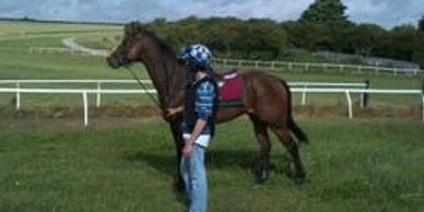 Horse at a training center