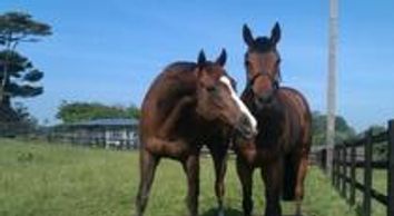 Paddocks