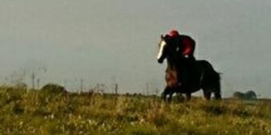 Horse galloping on a highfield