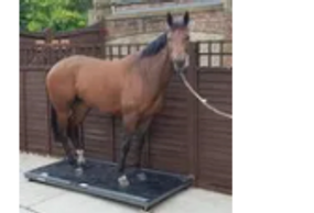 Horse on a weighing scale