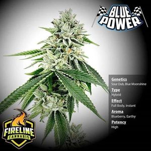 fireline cannabis dispensary, weed store near me, dispensary near arlington, washinton,   pot near