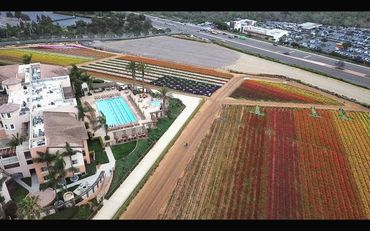 Carlsbad Flower Fields