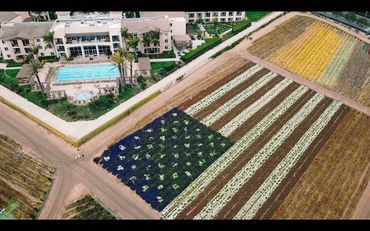 Carlsbad Flower Fields
