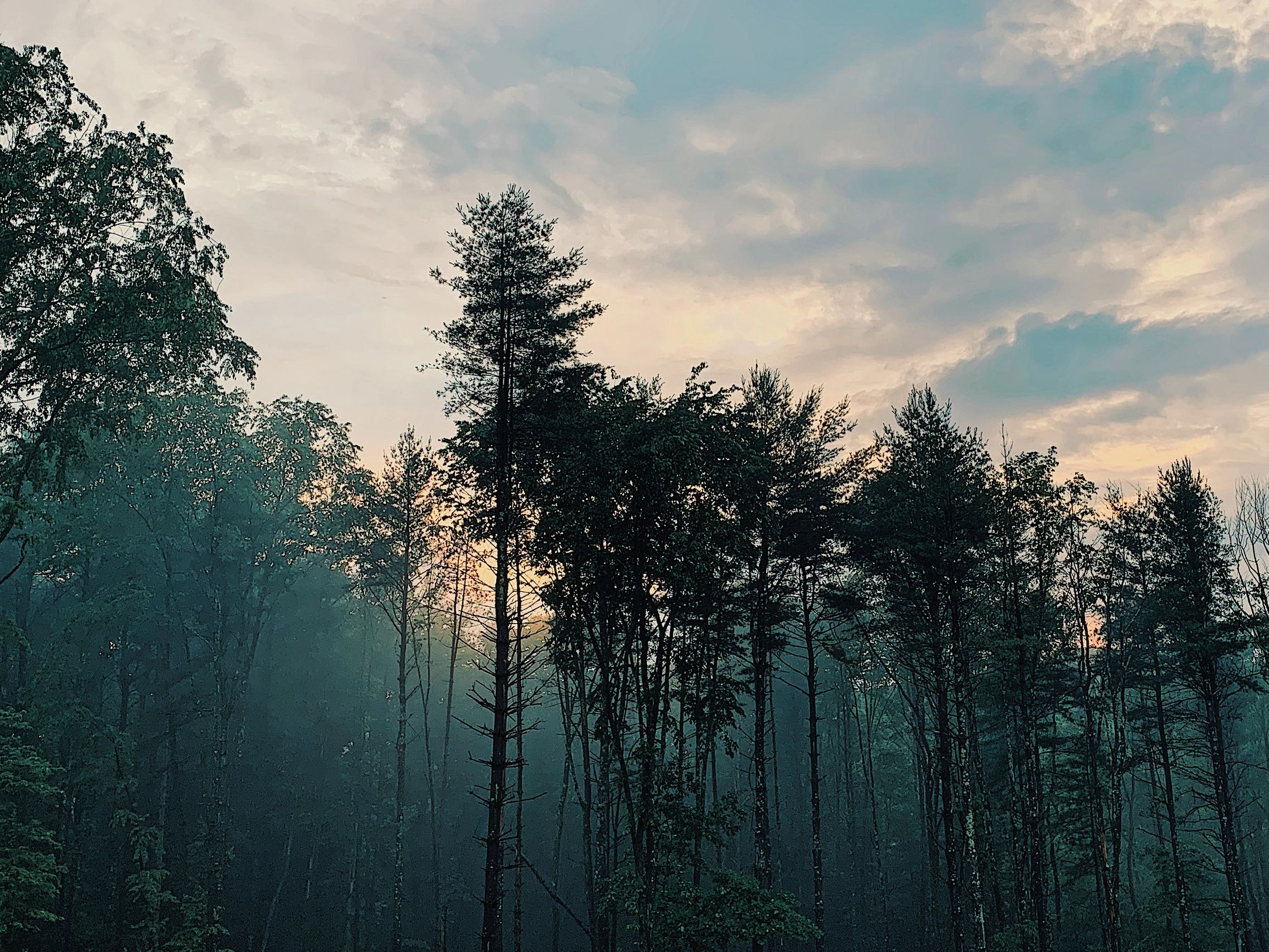 A Quiet Walk In The Forest