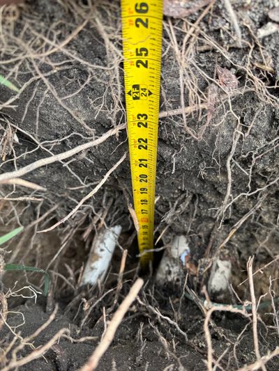 Measuring roots in soil with a yellow tape measure.