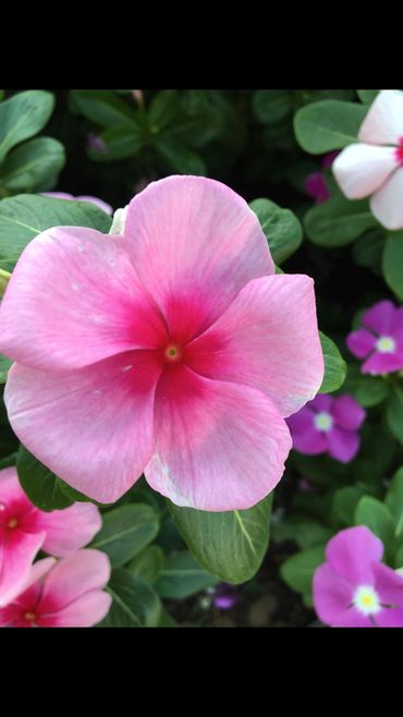 This is a photo of a pink flower by Charla Newlon