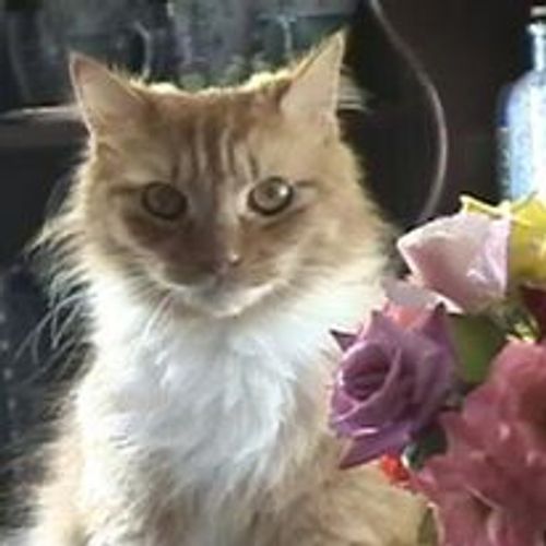 Young Butter Kitty with Home Grown Roses