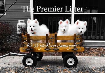 WyteRose Samoyeds - Samoyed Puppy Photo