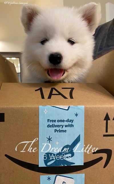 WyteRose Samoyed Puppy