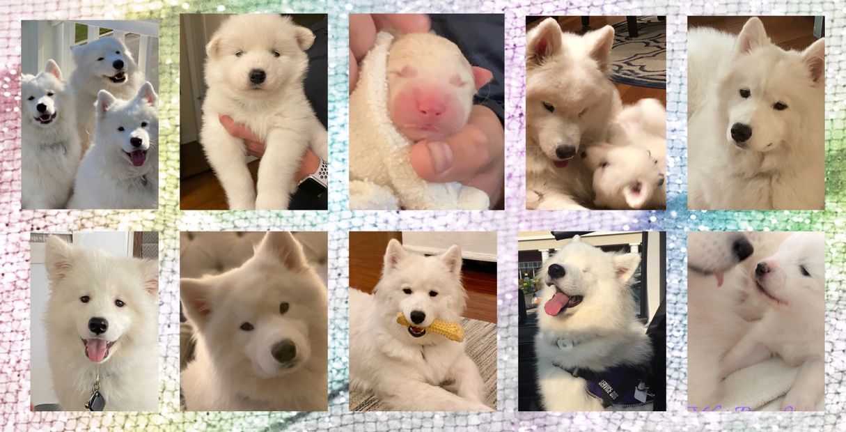 WyteRose Samoyeds Adult and Puppy Photo Collage 
