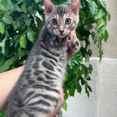 A person holding a spotted gray kitten with green leaves in the background.