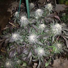 Bruce Banner 7th week of flower