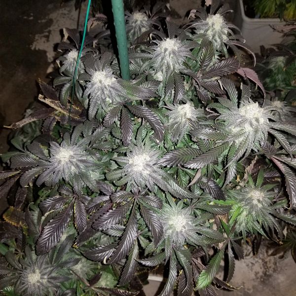 Bruce Banner 7th week of flower