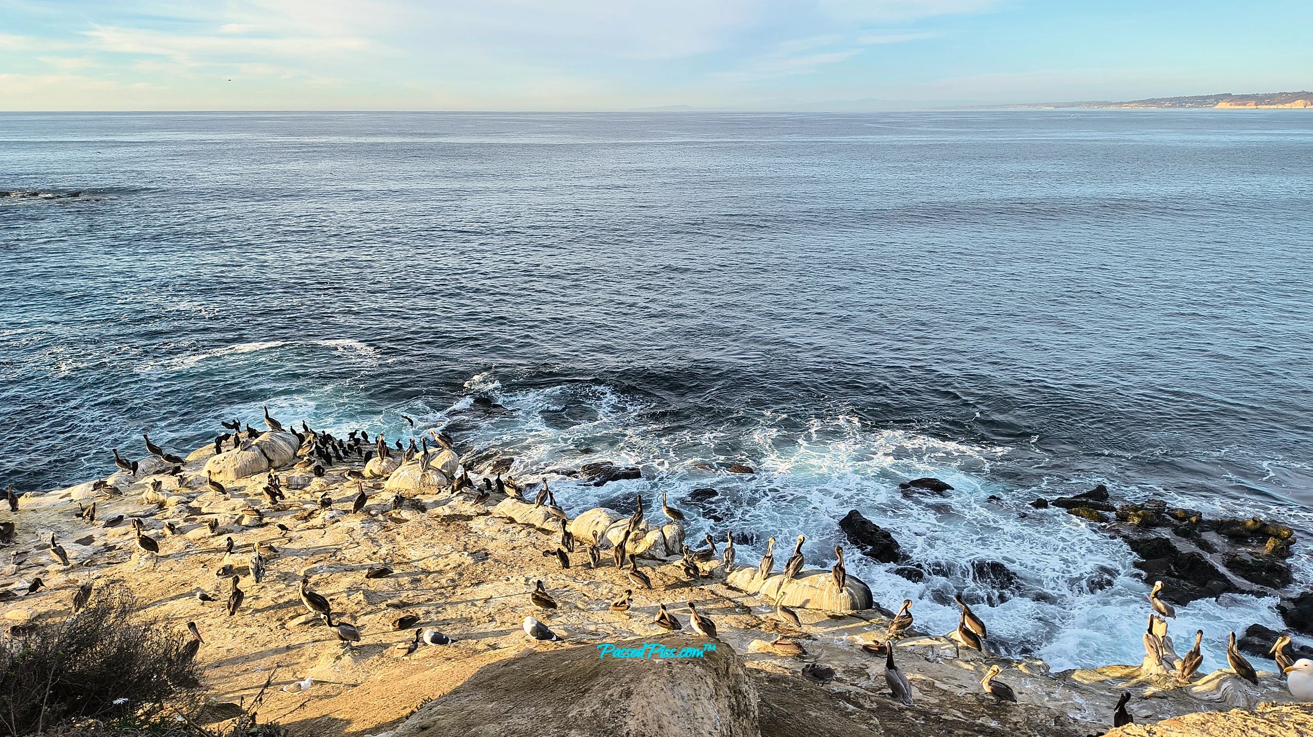 A Brown pelican colony on the edge of a bluff of the pacific coast. Waves are breaking on the reef.